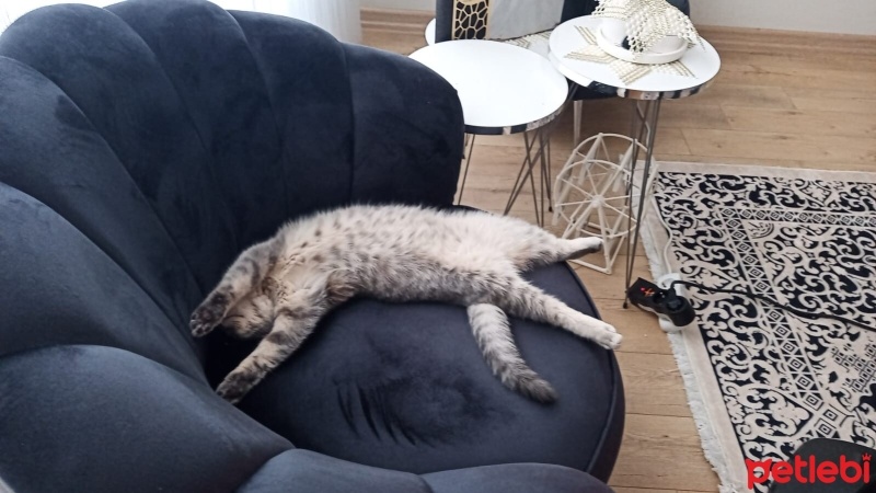British Shorthair, Kedi  Balım fotoğrafı