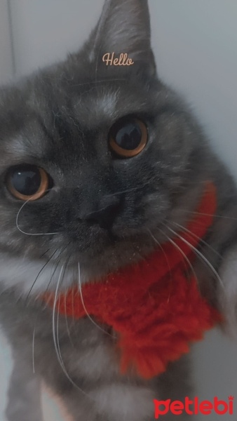 British Shorthair, Kedi  Duman fotoğrafı
