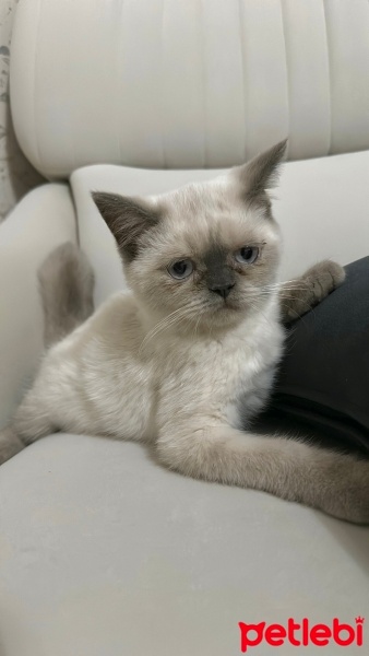 British Shorthair, Kedi  lokum fotoğrafı