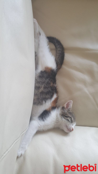 Tekir Kedi, Kedi  Aslı fotoğrafı