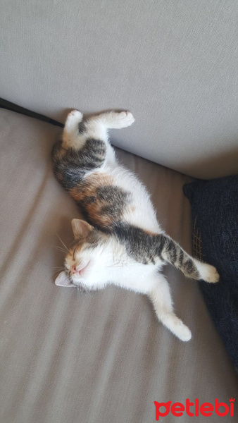Tekir Kedi, Kedi  Aslı fotoğrafı