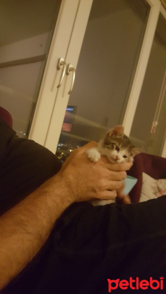 Tekir Kedi, Kedi  Aslı fotoğrafı