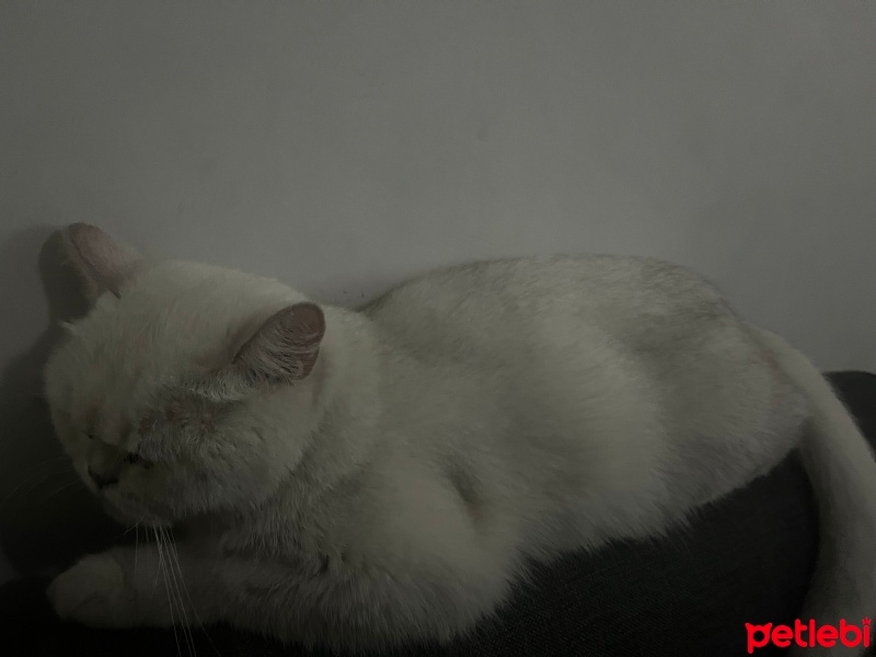 British Shorthair, Kedi  Pamuk fotoğrafı