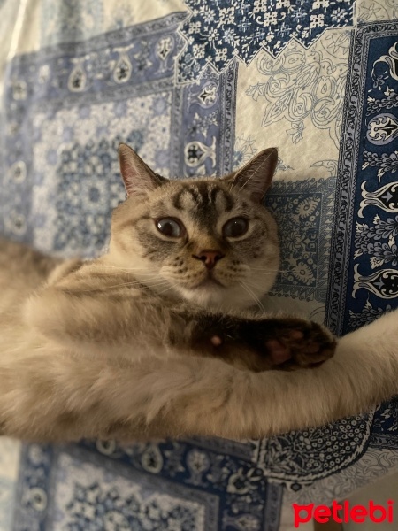 Brazilian Shorthair, Kedi  BULUT fotoğrafı