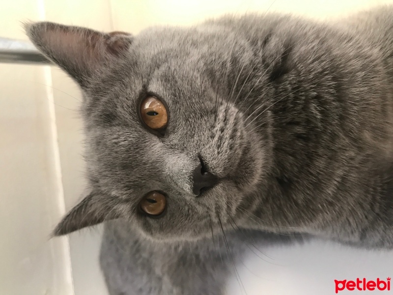 British Shorthair, Kedi  Paşa fotoğrafı