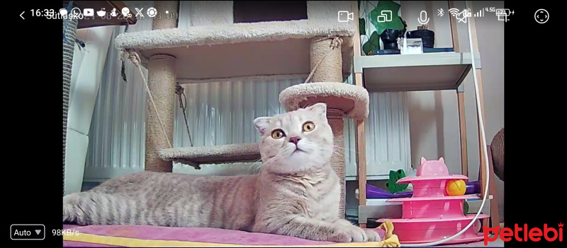 Scottish Fold, Kedi  Sütlaç Nur fotoğrafı