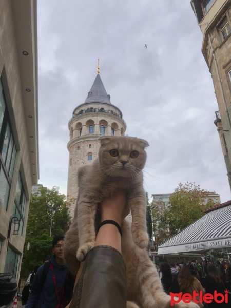 Scottish Fold, Kedi  Sütlaç Nur fotoğrafı