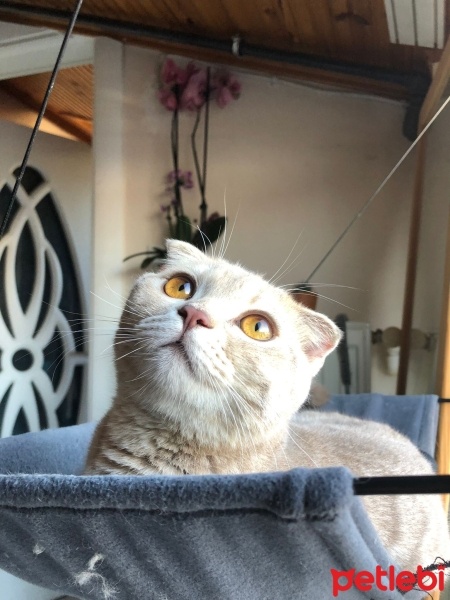 Scottish Fold, Kedi  Sütlaç Nur fotoğrafı