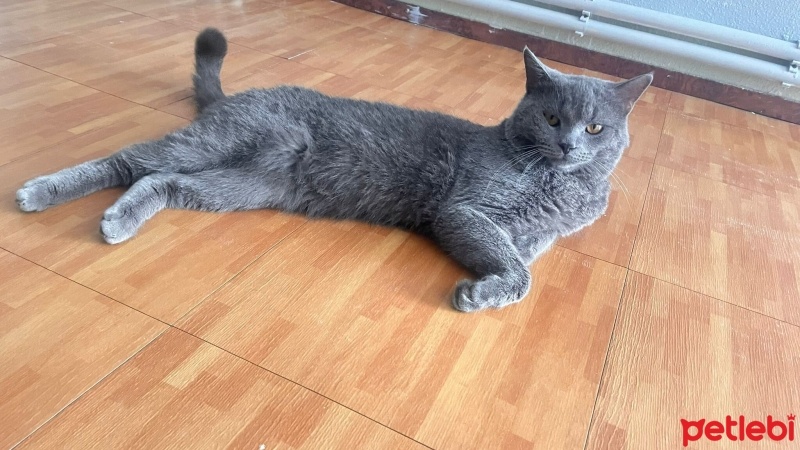 British Longhair, Kedi  Maviş fotoğrafı