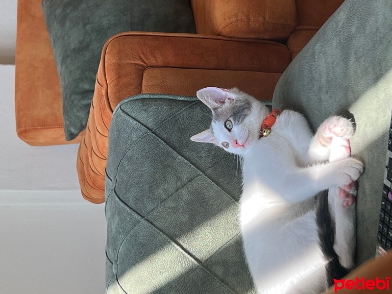 Tekir Kedi, Kedi  mimi fotoğrafı