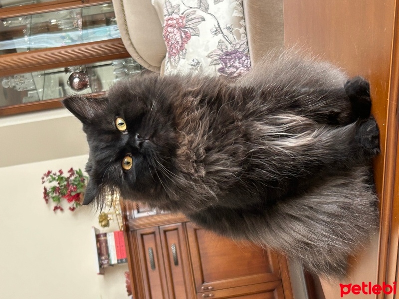 Bombay, Kedi  Ozzy fotoğrafı