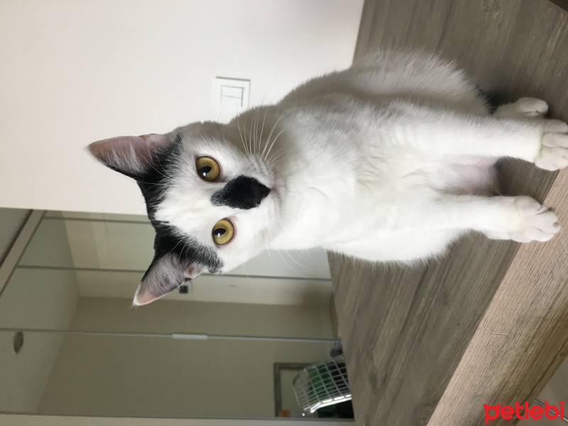 Tekir Kedi, Kedi  CEKU fotoğrafı