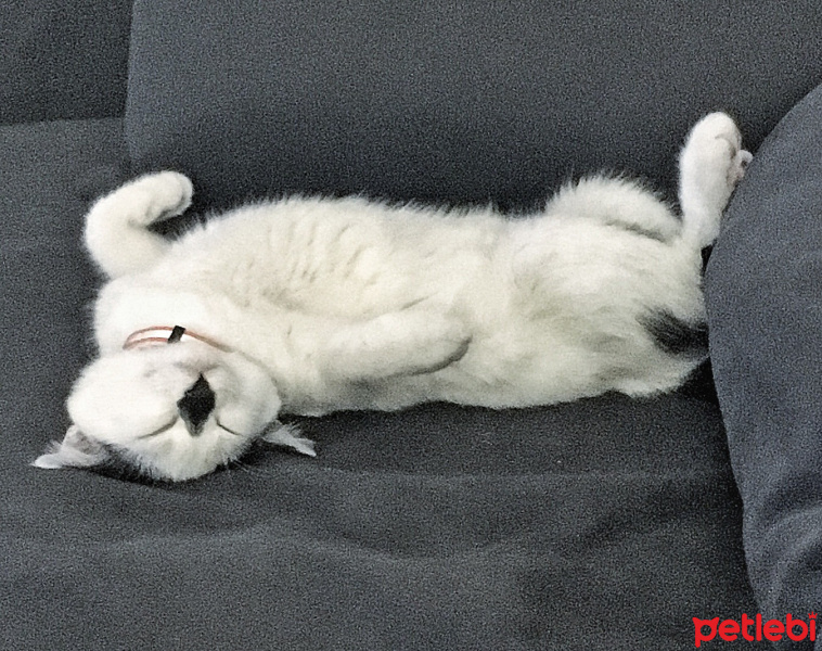 Tekir Kedi, Kedi  CEKU fotoğrafı