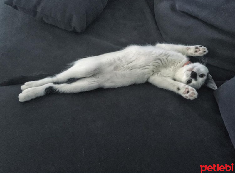 Tekir Kedi, Kedi  CEKU fotoğrafı