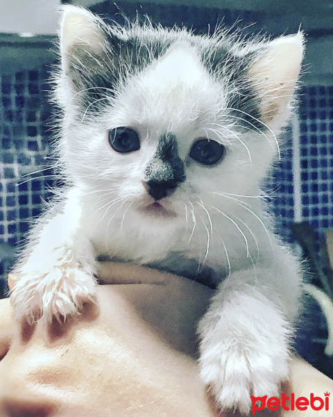 Tekir Kedi, Kedi  CEKU fotoğrafı
