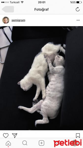 Tekir Kedi, Kedi  CEKU fotoğrafı