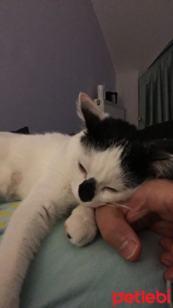 Tekir Kedi, Kedi  CEKU fotoğrafı