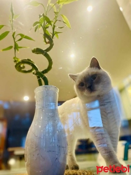 Siyam Kedisi, Kedi  Mars fotoğrafı