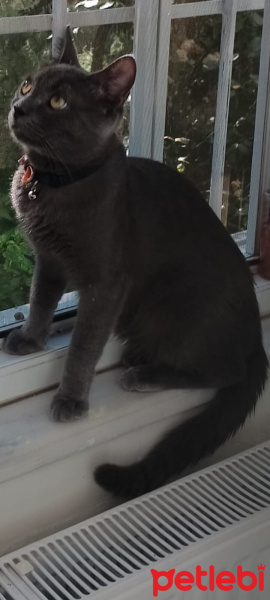 Mavi Rus, Kedi  Chucky fotoğrafı