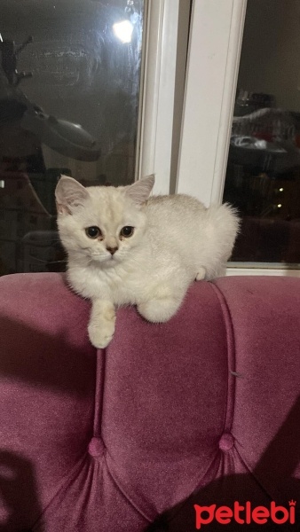 British Shorthair, Kedi  Sütlaç fotoğrafı