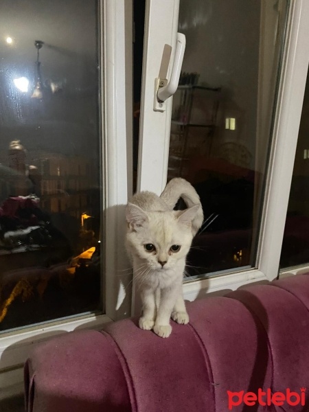 British Shorthair, Kedi  Sütlaç fotoğrafı