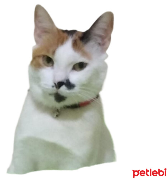 Tekir Kedi, Kedi  zeliş fotoğrafı