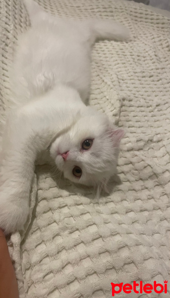 British Longhair, Kedi  juliette fotoğrafı