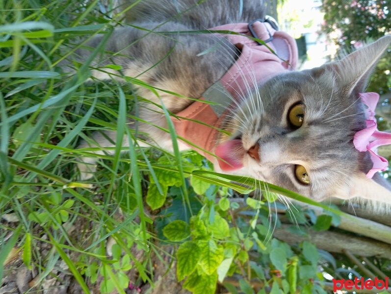 Tekir Kedi, Kedi  Frezya fotoğrafı