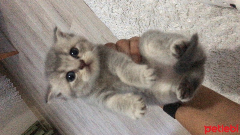 British Shorthair, Kedi  Henüz adı yok fotoğrafı