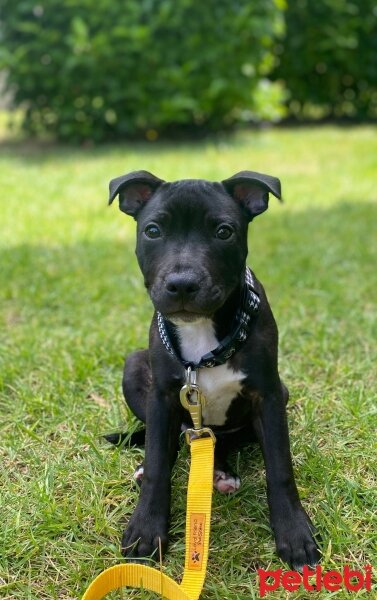 Staffordshire Bull Terrier, Köpek  Ares fotoğrafı