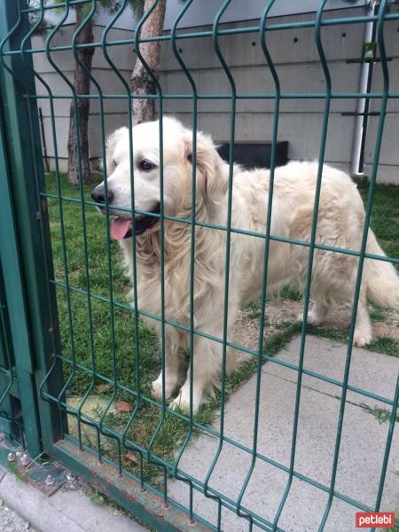 Golden Retriever, Köpek  Ares fotoğrafı