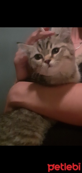 Tekir Kedi, Kedi  Boncuk yavrumuza yuva arıyoruz fotoğrafı