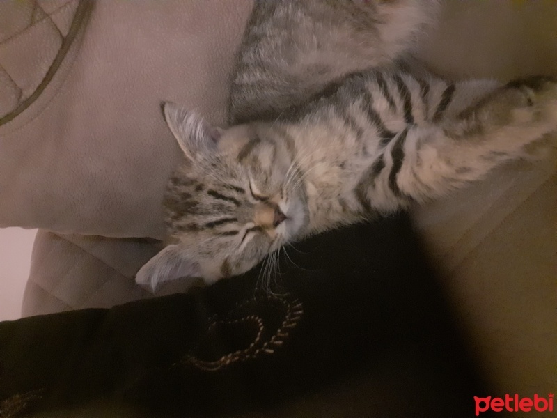 Tekir Kedi, Kedi  Boncuk yavrumuza yuva arıyoruz fotoğrafı