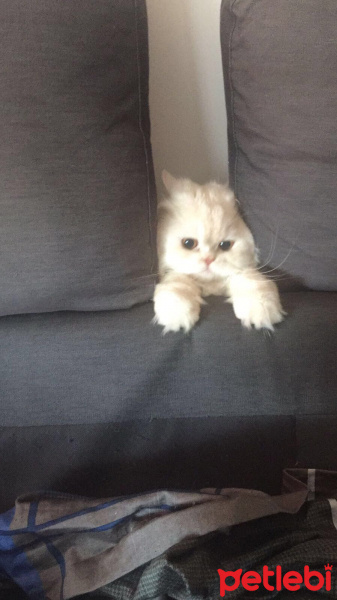 İran Kedisi (Persian), Kedi  Alf fotoğrafı