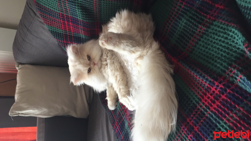 İran Kedisi (Persian), Kedi  Alf fotoğrafı