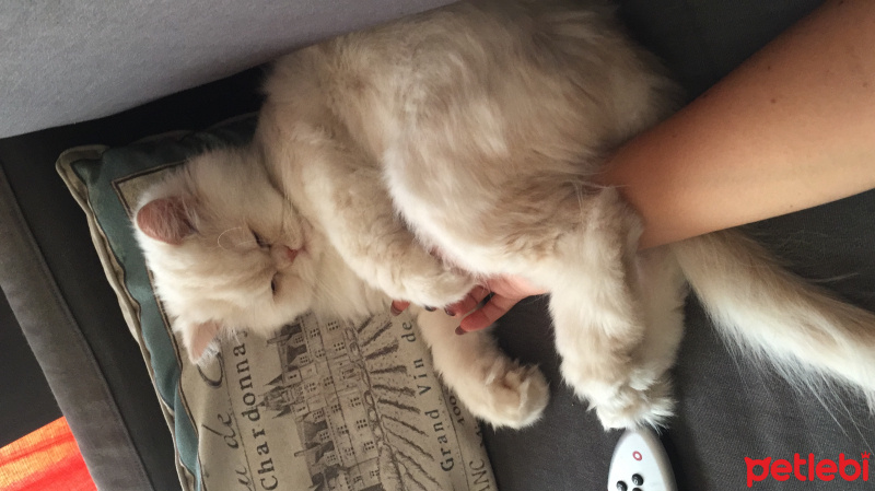 İran Kedisi (Persian), Kedi  Alf fotoğrafı