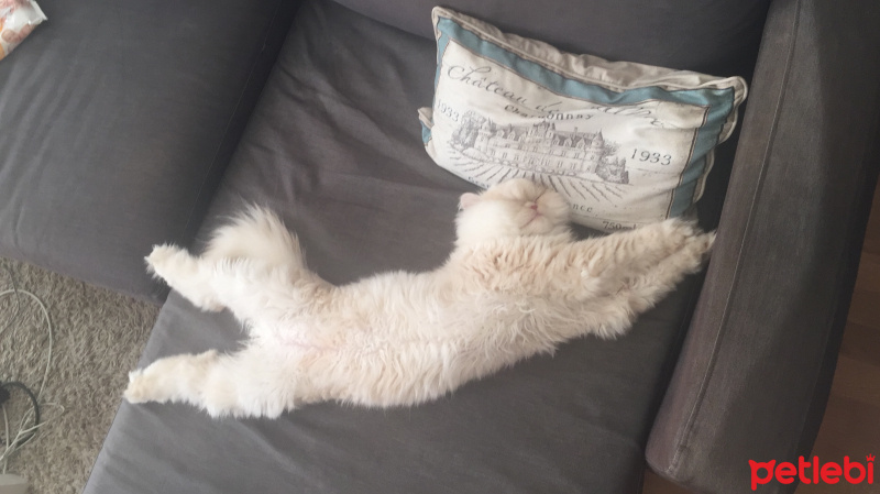 İran Kedisi (Persian), Kedi  Alf fotoğrafı