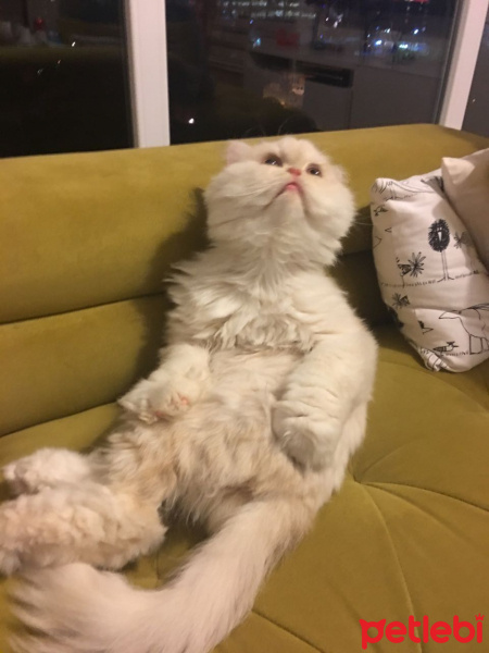 İran Kedisi (Persian), Kedi  Alf fotoğrafı