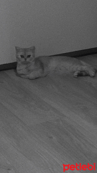 British Shorthair, Kedi  İLMARE&SPES fotoğrafı