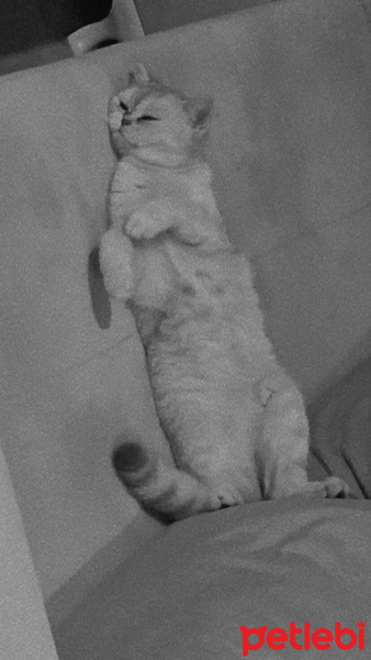 British Shorthair, Kedi  İLMARE&SPES fotoğrafı