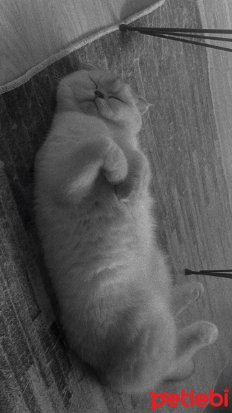 British Shorthair, Kedi  İLMARE&SPES fotoğrafı