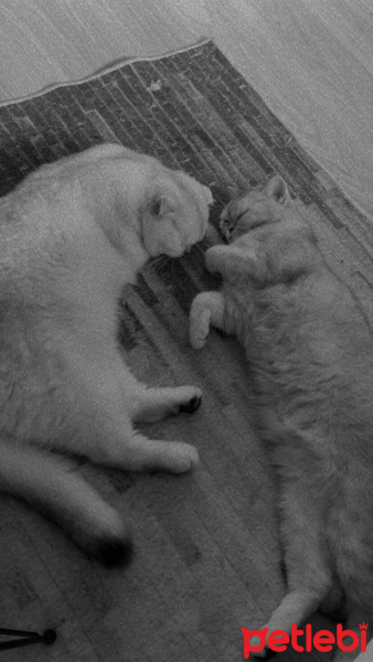 British Shorthair, Kedi  İLMARE&SPES fotoğrafı