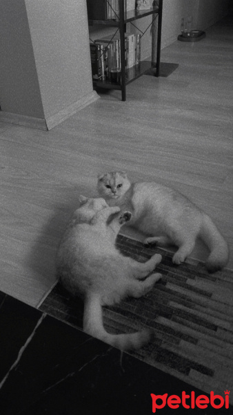 British Shorthair, Kedi  İLMARE&SPES fotoğrafı