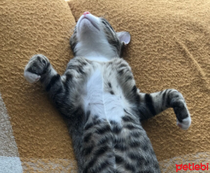 Tekir Kedi, Kedi  Tuki fotoğrafı