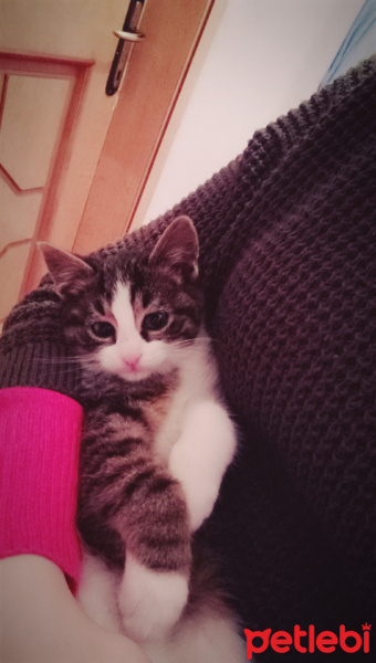 Bombay, Kedi  Pati  fotoğrafı