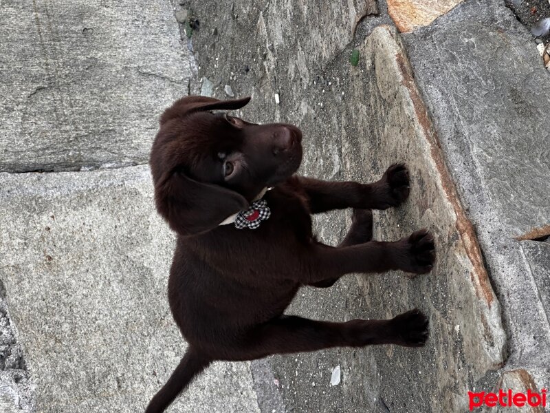 Labrador Retriever, Köpek  Matilda luna fotoğrafı