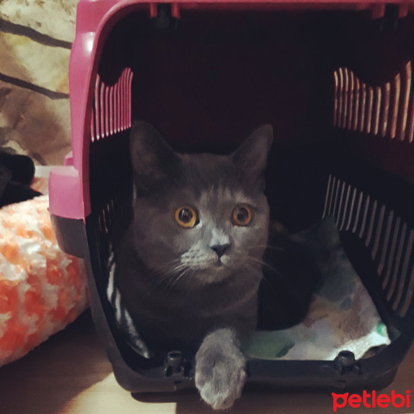 British Shorthair, Kedi  Cesur fotoğrafı