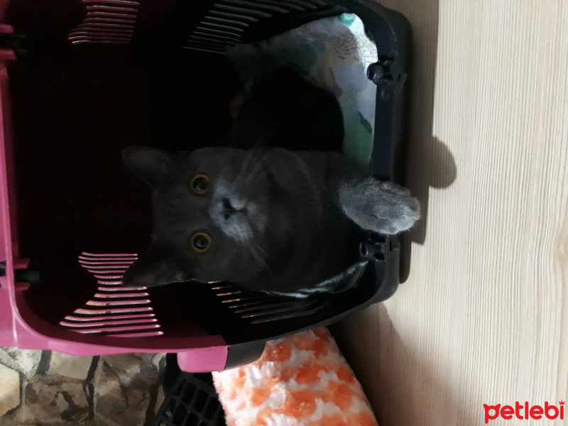 British Shorthair, Kedi  Cesur fotoğrafı