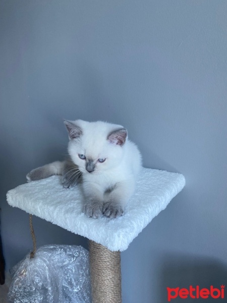 British Shorthair, Kedi  Chakra fotoğrafı