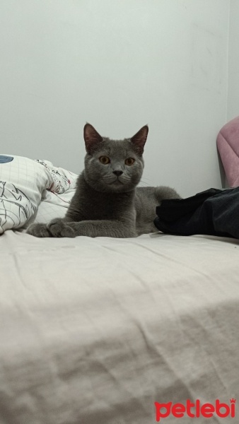 British Shorthair, Kedi  Duman fotoğrafı